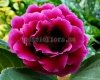 Gloxinia Seeds PF-SAFAGA 